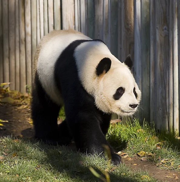 Одна большая панда — стоковое фото