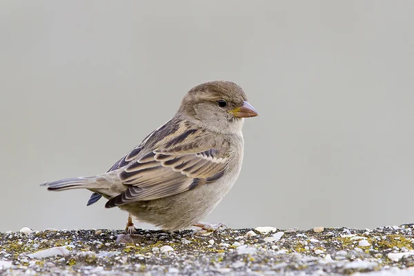 Veréb passer domesticus. — Stock Fotó