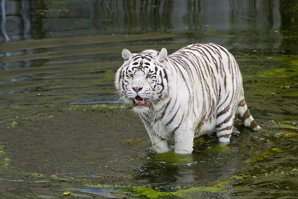 White tiger — Stock Photo, Image