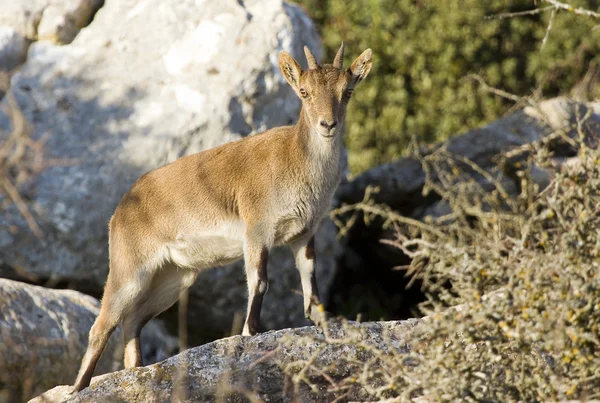 Spanish wild goat — Stock Photo, Image