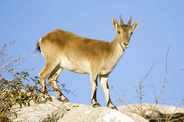 Spanish wild goat — Stock Photo, Image