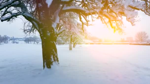 Motion View Snowy Trees Téli Háttér Video — Stock videók