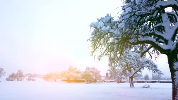 Bewegungs Ansicht Von Verschneiten Bäumen Winter Hintergrund Video — Stockvideo
