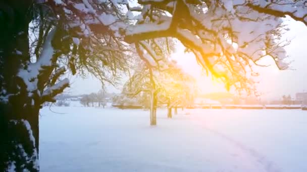 Rörelse Syn Snöiga Träd Vinter Bakgrund Video — Stockvideo