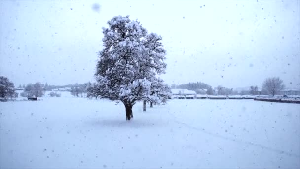 Bewegungs Ansicht Von Verschneiten Bäumen Winter Hintergrund Video — Stockvideo