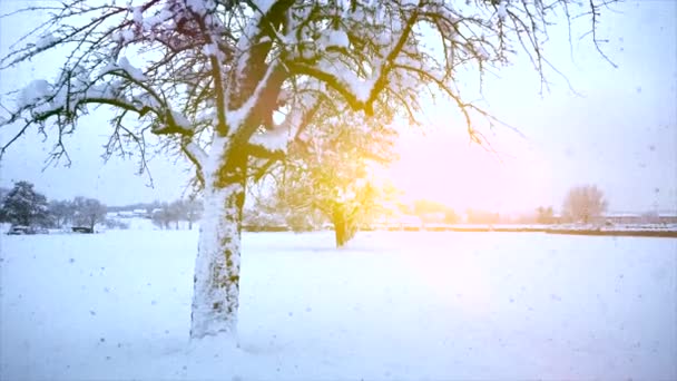 Motion View Snowy Bomen Winter Achtergrond Video — Stockvideo