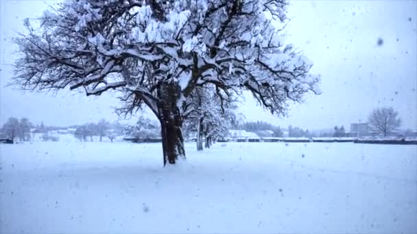 Bewegungs Ansicht Von Verschneiten Bäumen Winter Hintergrund Video — Stockvideo