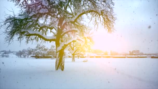 Motion View Snowy Bomen Winter Achtergrond Video — Stockvideo