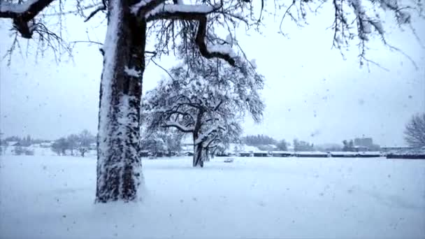 Bewegungs Ansicht Von Verschneiten Bäumen Winter Hintergrund Video — Stockvideo