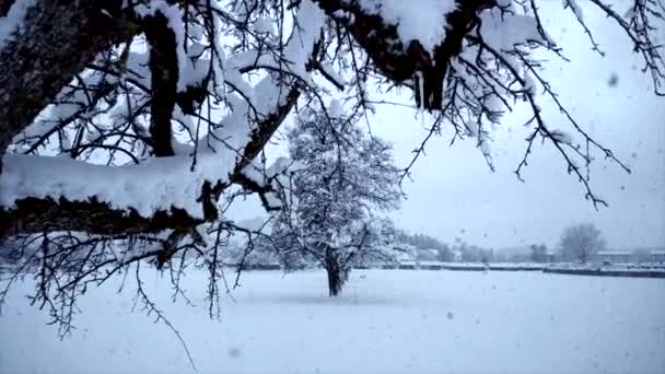 Bewegungs Ansicht Von Verschneiten Bäumen Winter Hintergrund Video — Stockvideo