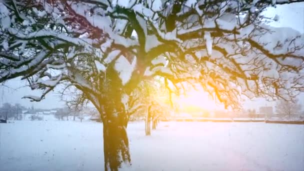 Rörelse Syn Snöiga Träd Vinter Bakgrund Video — Stockvideo