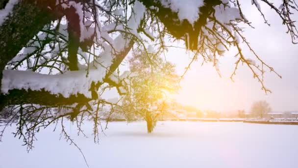 Προβολή Κίνησης Των Χιονισμένων Δέντρων Χειμερινό Φόντο Βίντεο — Αρχείο Βίντεο