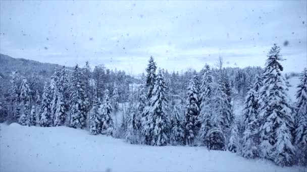 Árboles Abeto Nevado Fondo Invierno Video — Vídeo de stock