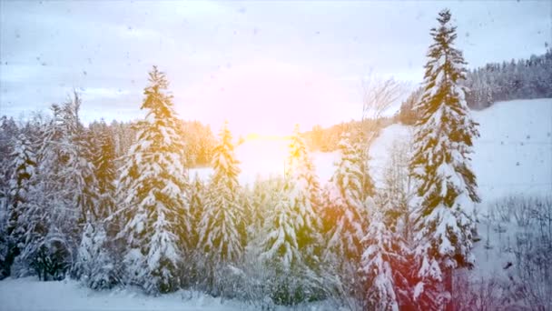 Verschneite Tannen Winterhintergrund Video — Stockvideo