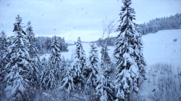 Snowy Fir Trees Χειμερινό Φόντο Βίντεο — Αρχείο Βίντεο
