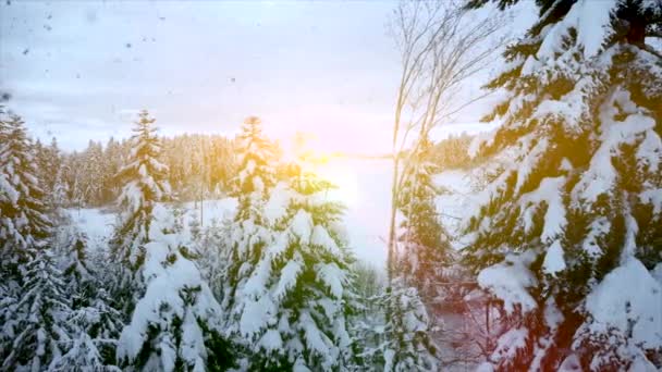 Snowy Fir Bomen Winter Achtergrond Video — Stockvideo