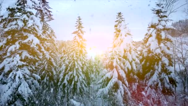 Snowy Fir Trees Χειμερινό Φόντο Βίντεο — Αρχείο Βίντεο