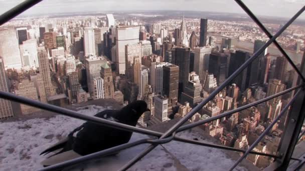 Aves en la ciudad de Nueva York — Vídeo de stock