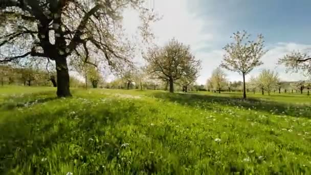 Bomen in het voorjaar. — Stockvideo