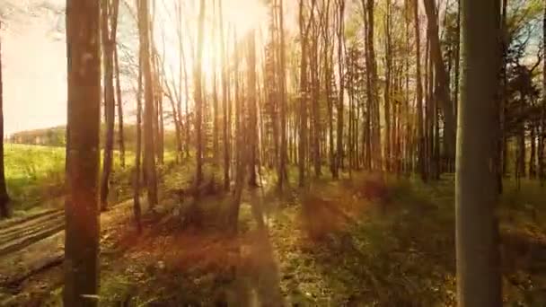Sunbeam erdő — Stock videók