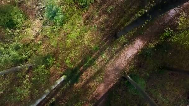 Les arbres dans la forêt — Video