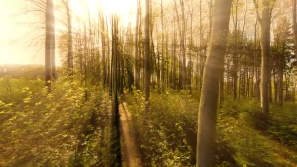 Árboles en el bosque . — Vídeo de stock