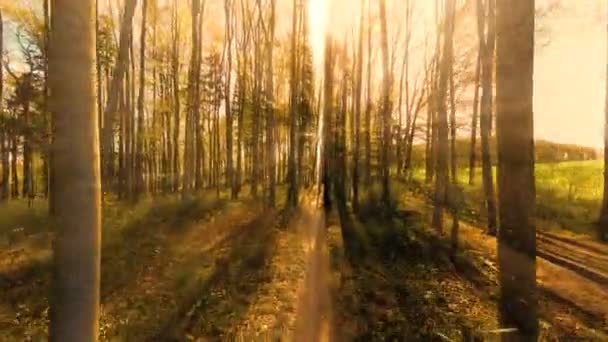 Foresta fantasy. — Video Stock