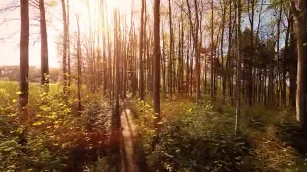 Feixe de sol Floresta — Vídeo de Stock