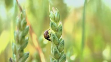 uğur böceği tesisi
