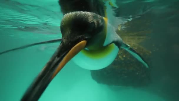 Пингвинское плавание . — стоковое видео