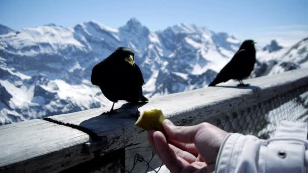 Alimentación de aves negras . — Vídeos de Stock