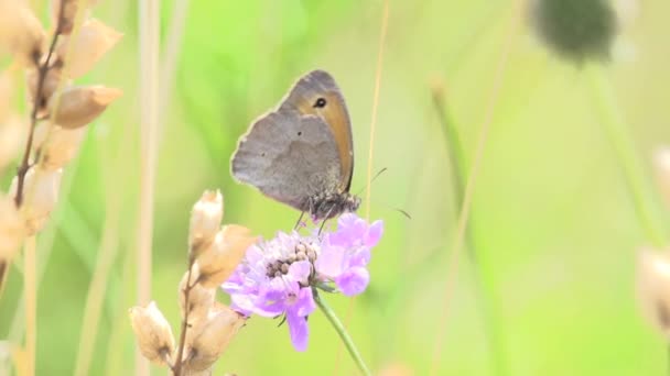 Macro mariposa . — Vídeo de stock