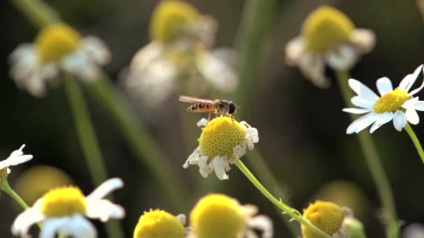 Guêpe sur fleur — Video