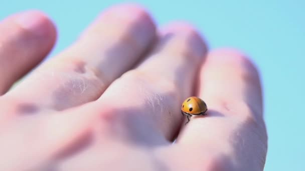 Ladybird on hand — Stock Video