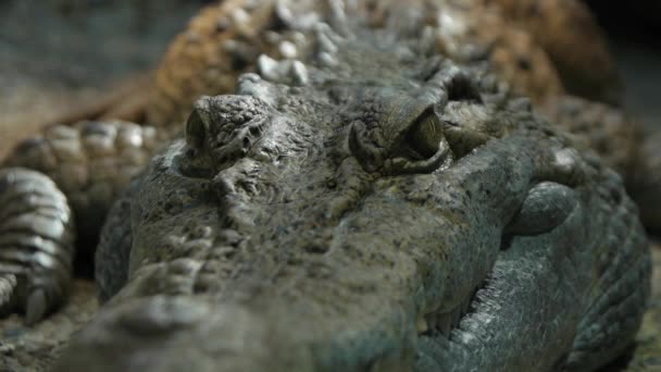 Crocodile en gros plan . — Video