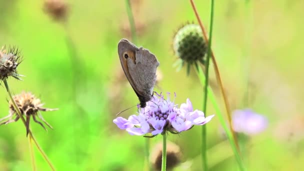 Macro mariposa . — Vídeo de stock