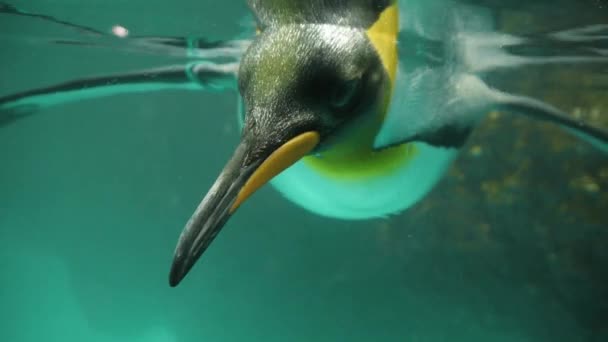 Пингвинское плавание . — стоковое видео