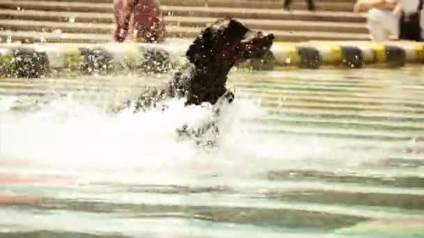 Perro negro en el agua — Vídeos de Stock