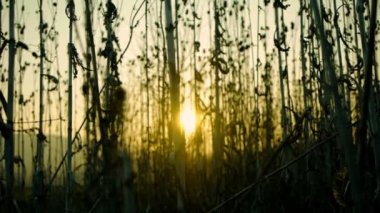 Bulanık odak arka plan.