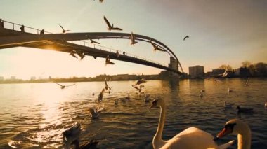 Kuğu ve gölde martılar