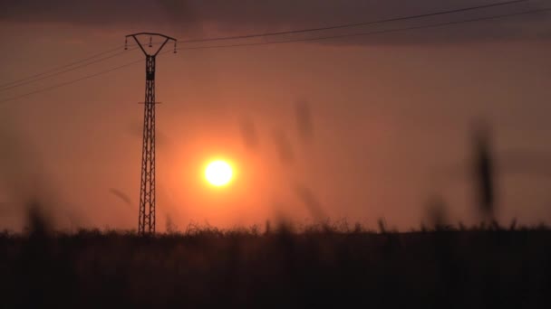 Kukuřičné pole při západu slunce. — Stock video
