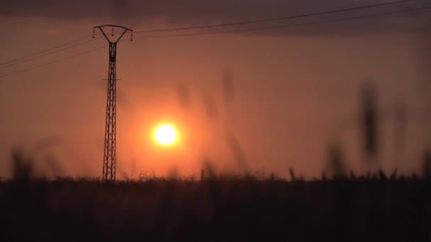 Champ de maïs au coucher du soleil. — Video