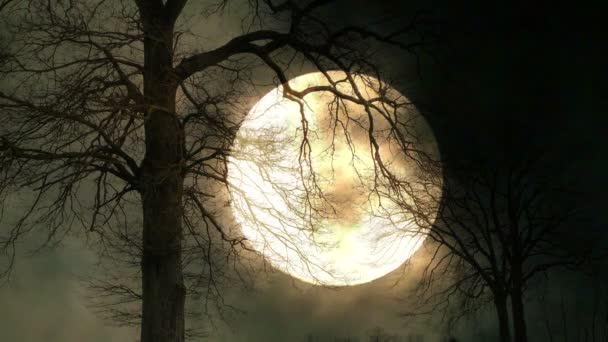 Luna llena y árboles — Vídeo de stock