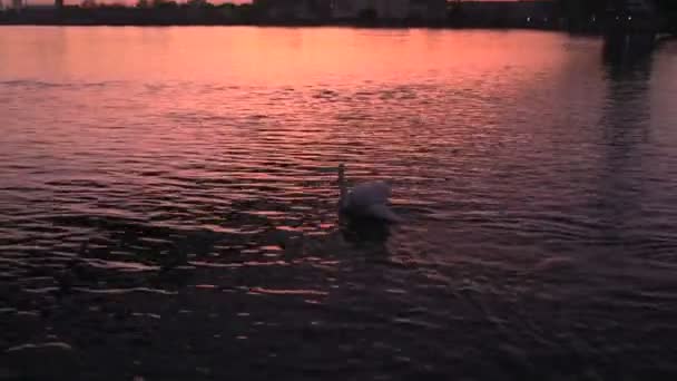 Лебедь на реке под мостом — стоковое видео