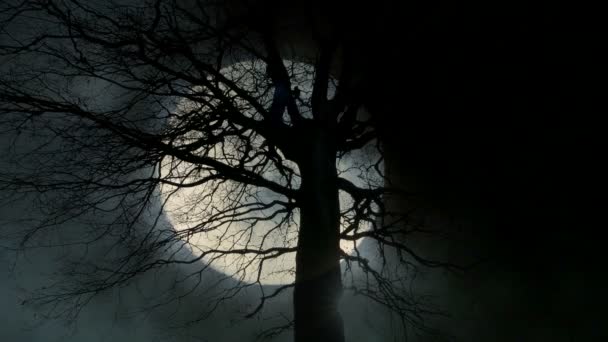 Luna piena e alberi — Video Stock