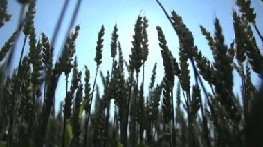 buğday Mısır alan