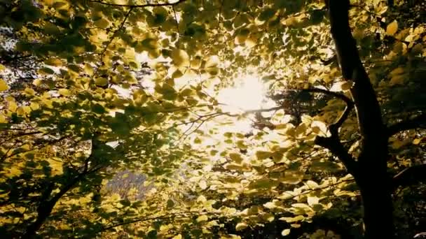 Feuilles au coucher du soleil — Video