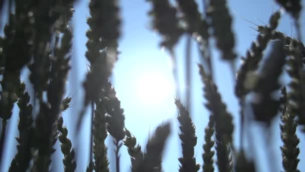 Agricoltura Grano — Video Stock