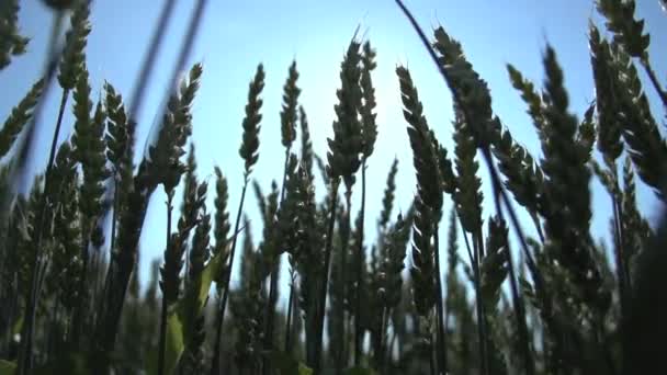 Campo de milho de trigo — Vídeo de Stock