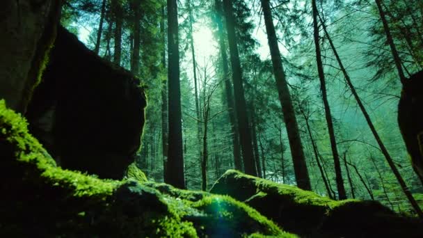 Forêt mystique . — Video
